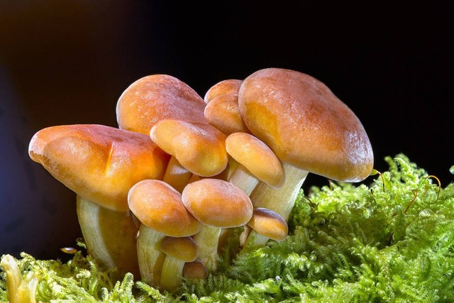 Ilustrasi cara budidaya jamur tiram di rumah. Sumber foto: Adege/Pixabay.