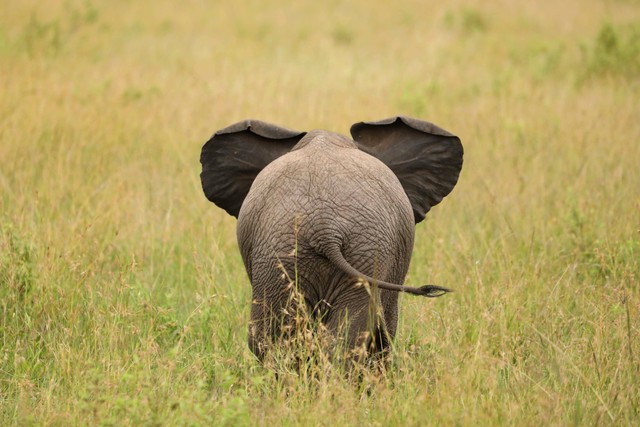Ilustrasi Jawaban TTS untuk Gajah Apa yang Baik. Foto: dok. Karly Nelson (Unsplash)
