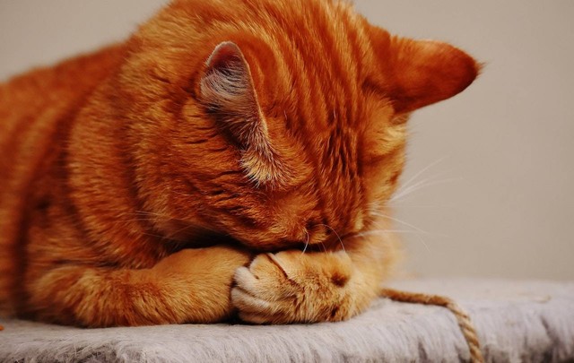 Ilustrasi ciri kucing stress. Pexels. Photographer Pixabay.