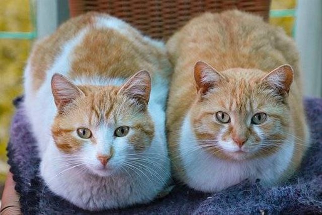 Ilustrasi Perbedaan Kucing Jantan dan Betina. Sumber: Pixabay