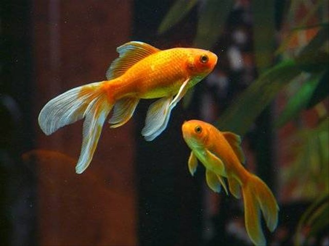 Perbedaan Ikan Koki Jantan dan Betina. Sumber: Pixabay