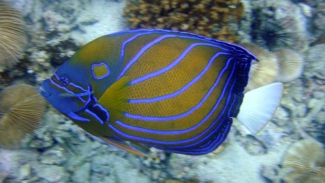 Ilustrasi ikan hias air laut termahal. Foto: Pixabay