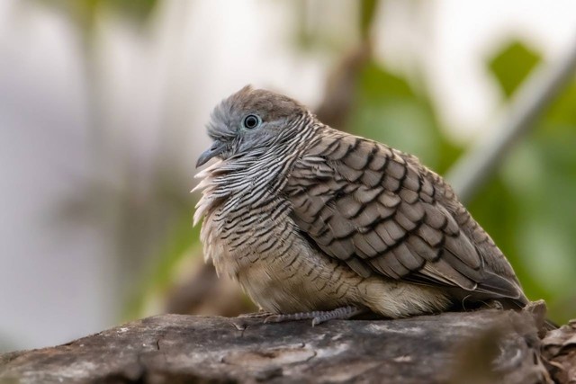 Ilustrasi foto cara ternak burung perkutut aagr cepat bertelur. Sumber foto: Pexels 