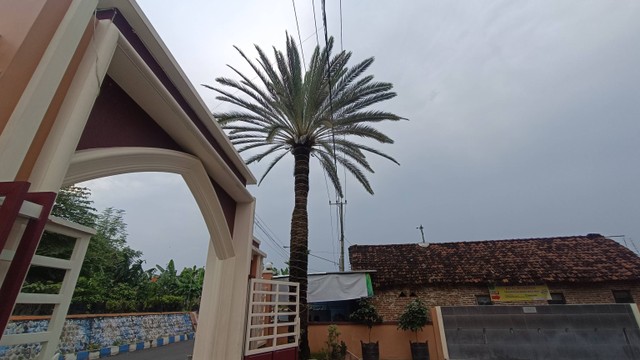 Pohon kurma berbuah tumbuh di halaman Masjid Al-Mubarok, Kelurahan Prajurit Kulon, Kecamatan Prajurit Kulon, Kota Mojokerto. Foto: Farusma Okta Verdian/kumparan