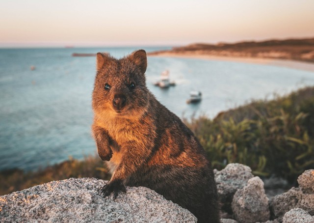 Quokka, hewan asli Australia, yang jadi daya tarik tersendiri bagi wisatawan. Foto: dok.  Tourism Western Australia