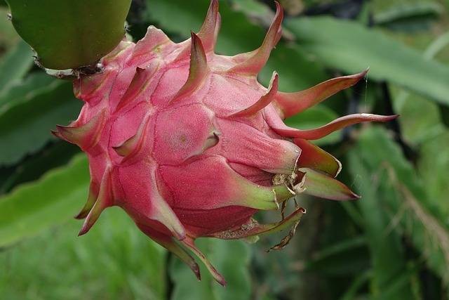Ilustrasi cara menanam buah naga dari biji. Foto: Pixabay
