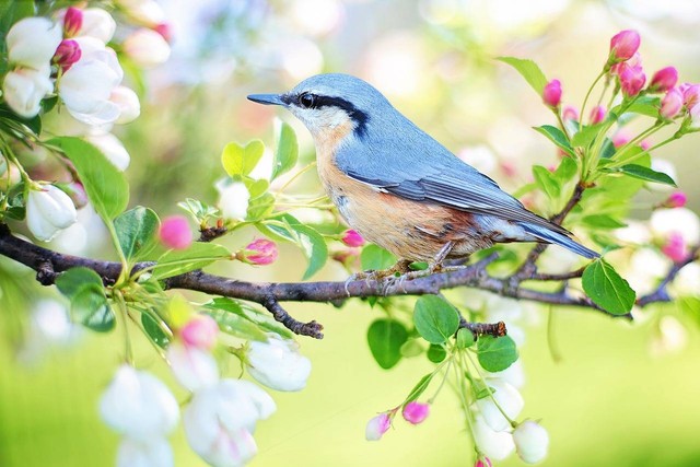 Ilustrasi burung kacer termahal. Sumber foto: Jill Wellington (Pixabay).