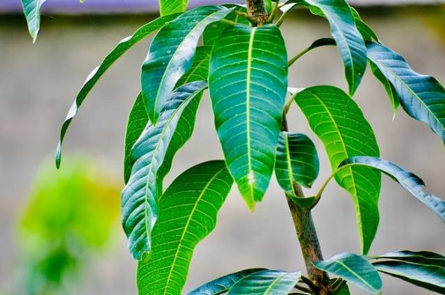 Inspirasi cara menanam pohon mangga, sumber foto: BLAXTAR ESSENTIALS by pexels.com