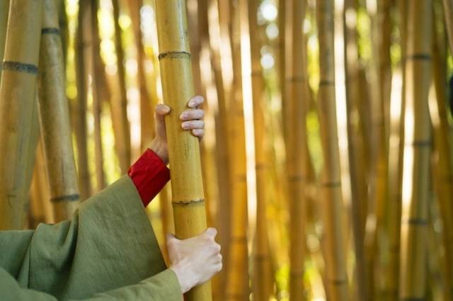 Inspirasi cara menanam bambu kuning, sumber foto: Yaroslav Shuraev by pexels.com