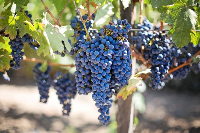 ILustrasi cara menanam vivit anggur. Sumber foto: Pexels. Photographer: Pixabay.