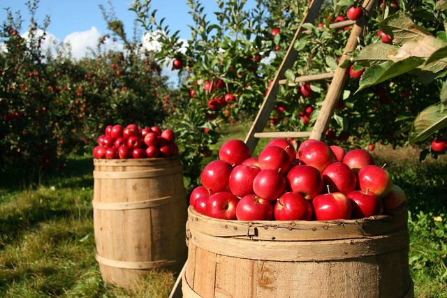 Ilustrasi cara menanam apel dari biji. Sumber foto: lumix2004 (Pixabay).