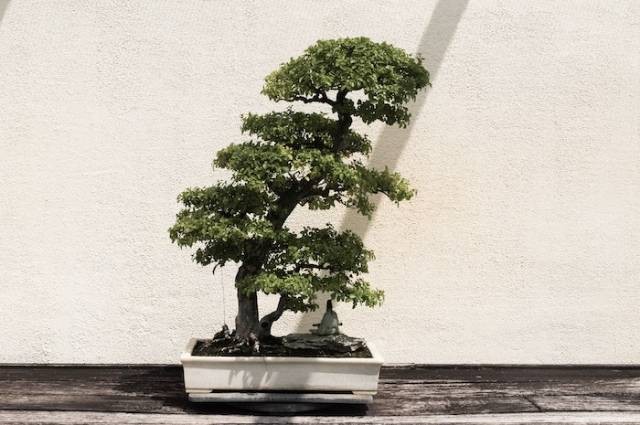 Inspirasi cara menanam bonsai serut tanpa akar, sumber foto: David Yu by pexels.com