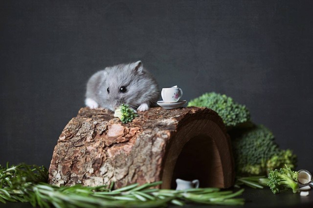 Ilustrasi foto makanan untuk hamster yang aman dikonsumsi. Sumber foto: Pexels