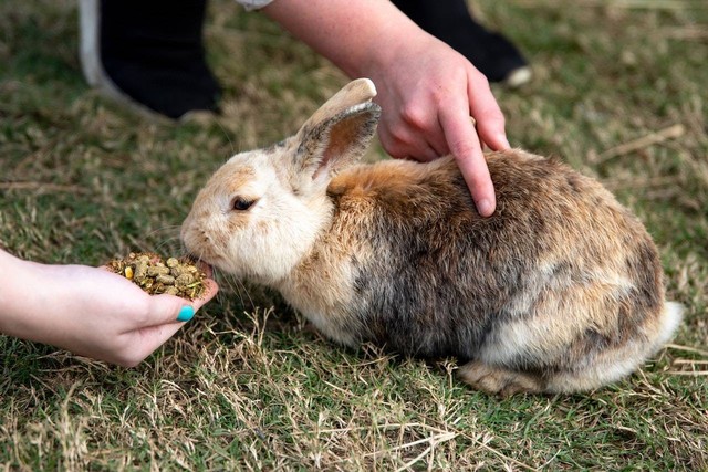 Ilustrasi foto makanan yang tidak boleh dimakan kelinci. Sumber foto: Pexels