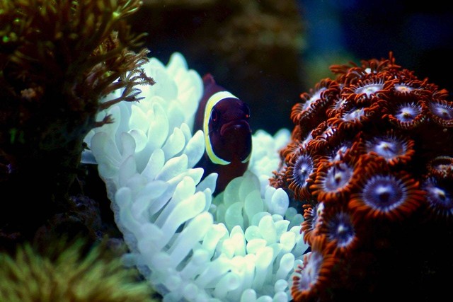 Ilustrasi makanan ikan botia. sumber foto: Pexels. Photographer: James Lee.