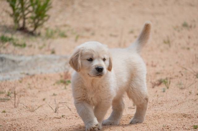 Inspirasi rekomendasi makanan anjing mini pom, sumber foto: ignacio andres yañez grandon by pexels.com