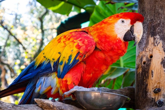 Ilustasi cara merawat burung beo. Sumber foto: Pexels. Photographer: Magda Ehlers. 