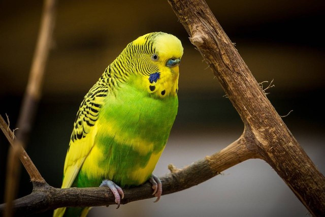 Ilustrasi jenis burung yang gampang berkicau. Sumber foto: Pixabay.