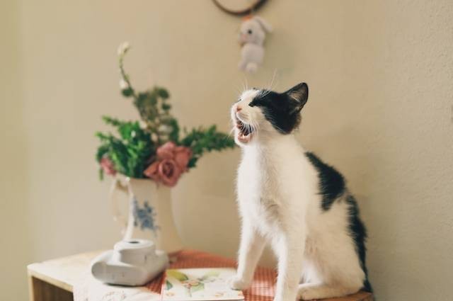Inspirasi: penyebab suara kucing serak, sumber foto: Nida by pexels.com