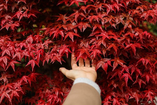 Ilustrasi cara menanam sirih merah. Sumber foto: Pexels. Photographer: Cup of Couple.