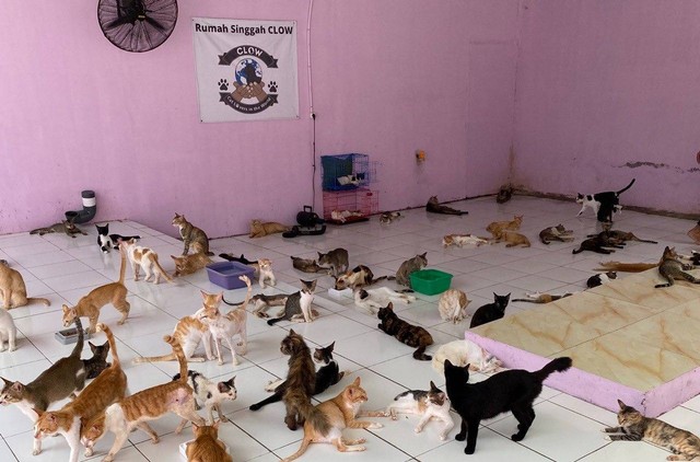 Rumah Singgah CLOW didirikan pada tahun 2016 untuk menampung kucing telantar. Foto: kumparan
