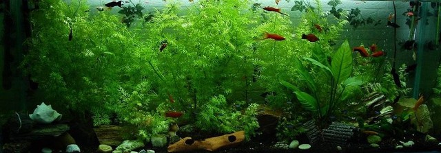 Ilustrasi Jenis Tanaman untuk Aquascape. Sumber: Pixabay