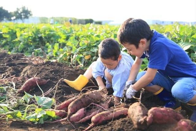 Dua anak sedang memanen ubi jalar di Wisata Ubi Jalar Kawagoe, Jepang. Foto: web-japan.org