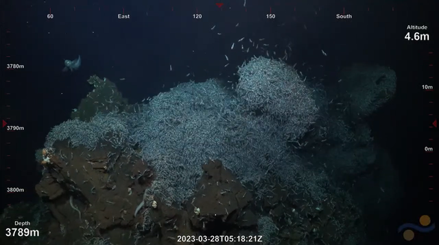 Jutaan udang yang menempati Ventilasi hidrotermal di Mid-Atlantic Ridge. Foto: Schmidt Ocean/YouTube