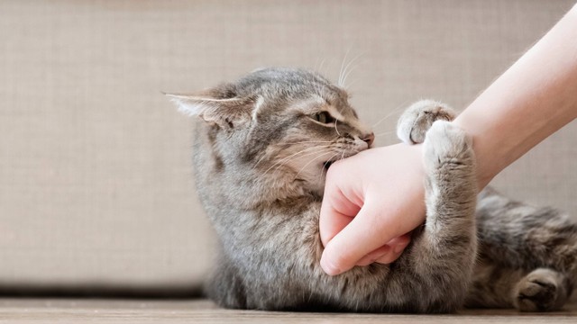 Ilustrasi kucing menggigit dan mencakar tangan pemiliknya. Foto: Sozina Kseniia/Shutterstock