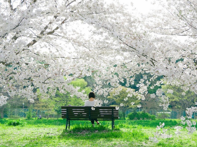 Ilustrasi sakura di Jepang bulan apa. Sumber: pexels.com.