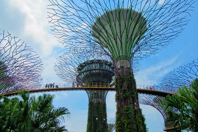 Ilustrasi taman di Singapura. Sumber foto: www.pexels.com