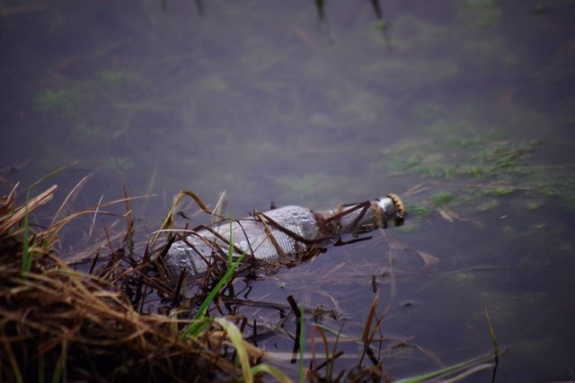 Ilustrasi pertanyaan sulit tentang pencemaran air. Sumber foto Pixabay, fotografer Claudia_Letz