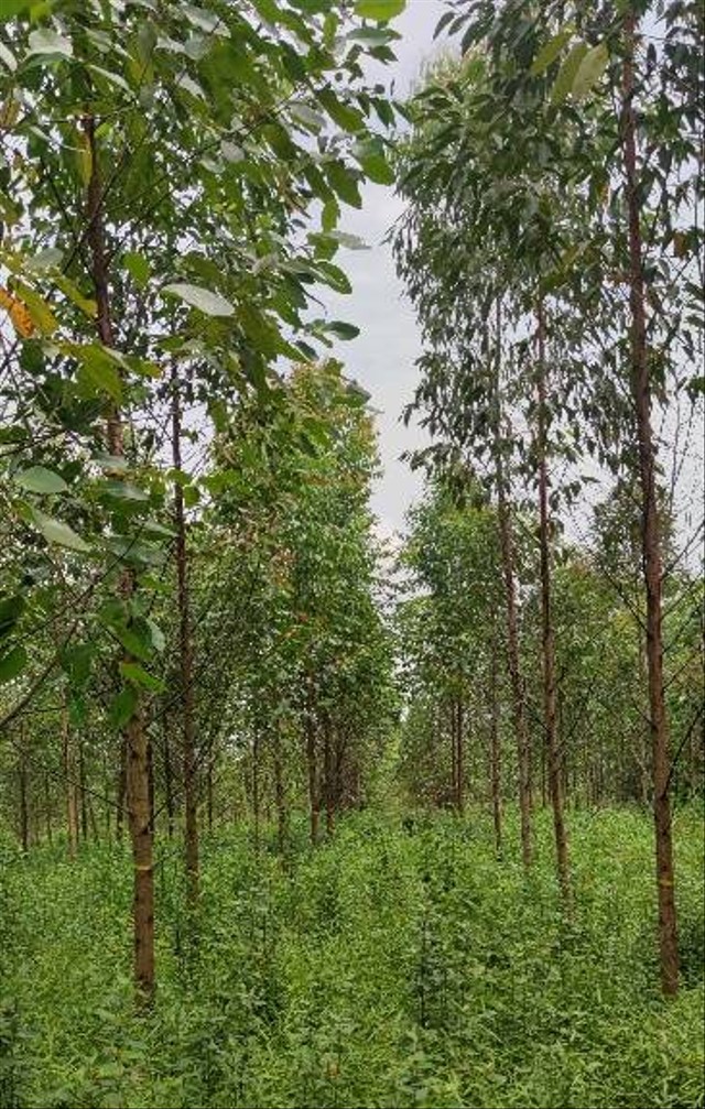 Plot uji Eucalyptus pellita. Foto Dokumentasi : Neo Endra Lelana.