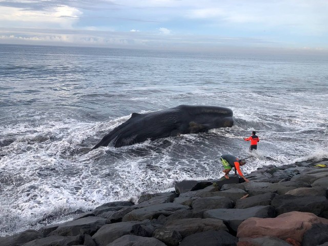 Paus terdampar di Pantai Lepang, Klungung, Bali - IST