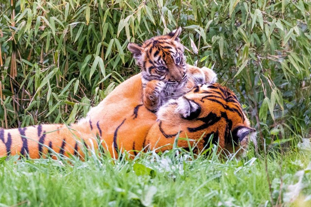 Kebun Binatang Chester di Cheshire, Inggris memperkenalkan dua ekor anak harimau Sumatera pada Selasa (4/4/2023). Foto: Chester Zoo/Reuters