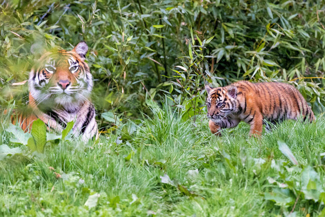 Ilustrasi harimau sumatra. Foto: Chester Zoo/Reuters