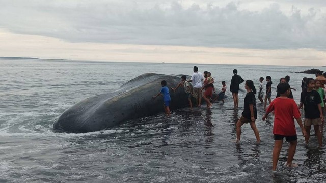 Paus yang kembali terdampar menjadi perhatian warga di Karangasem, Bali - IST