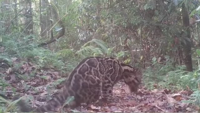 Penampakan langka macan dahan di kawasan TN Gunung Leuser. Foto: Instagram/@bbtn_gunungleuser