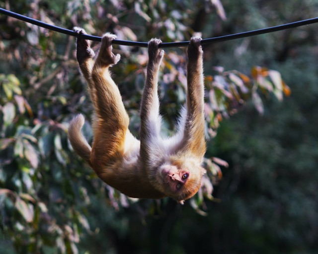 Ilustrasi Bergelantung Bukan Monyet Berteriak Bukan Tarzan. Foto: dok. Stephen Tafra (Unsplash)