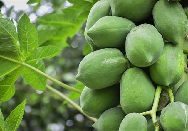 6 Makanan Khas Dieng Yang Patut Dicoba Untuk Selami Kebudayaan Lokal