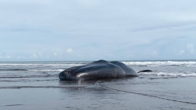 Paus yang terdampar di Pantai Yeh Leh, Desa Pengeragoan, Kecamatan Pekutatan, Kabupaten Jembrana, Bali - foto BPSPL