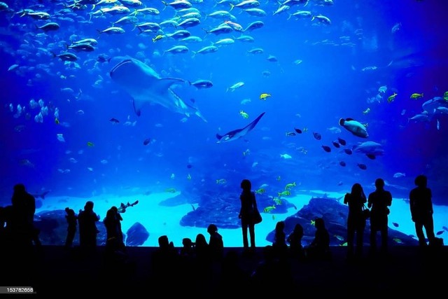 Aquarium di Jakarta. Ilustrasi Foto : Unsplash/NoviKat