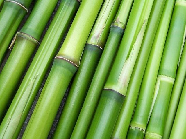 Ilustrasi filosofi bambu. Sumber foto: Pixabay