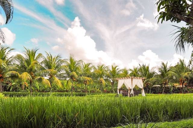 Bebek Tepi Sawah  tempat bukber aesthetic, Foto oleh Coleen Rivas di Unsplash