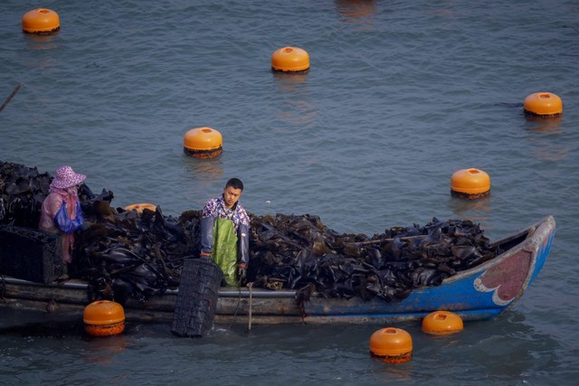 Nelayan memanen makanan laut di sebuah peternakan di perairan China di seberang pulau Matsu yang dikuasai Taiwan dekat Teluk Luoyan, provinsi Fujian, China. Foto: Thomas Peter/REUTERS