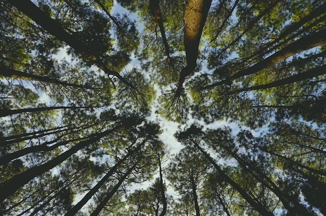 Ilustrasi Hutan Pinus Mangunan. Sumber: Unsplash/ Bobby Erwin Putra
