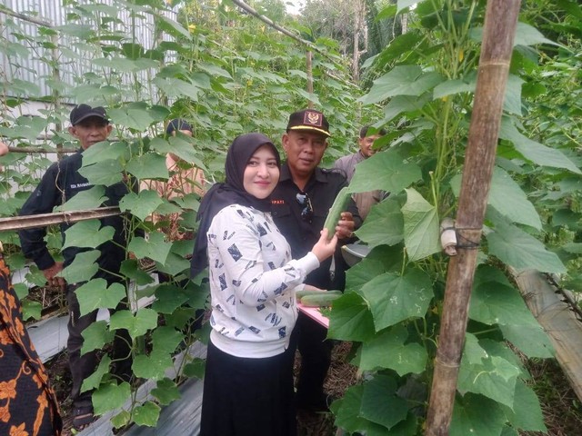 Bupati Kayong Utara Citra Duani didampingi Istri saat melakukan panen perdana tanaman holtikultura (8/4/2023) di desa Penjalaan. (Foto : Robi kasinus/Yayasan Palung).