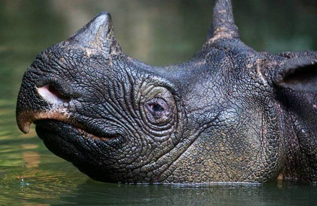 Badak jawa di Taman Nasional Ujung Kulon. Foto: Stephen Belcher/Dok. Balai Taman Nasional Ujung Kulon via International Rhino Foundation