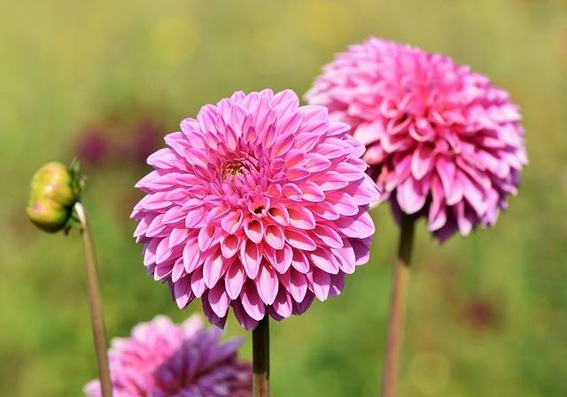 Ilustrasi bunga dahlia berkembang biak dengan cara apa? Ini jawabannya. Sumber: pIxabay