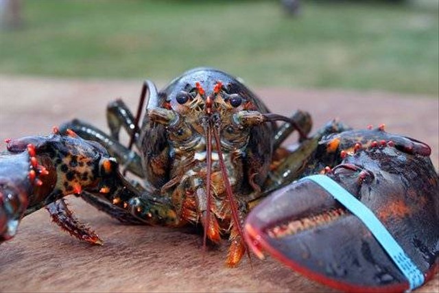 Ilustrasi Makanan Lobster Air Tawar. Sumber: Pixabay